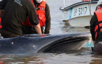 Murió la ballena que había quedado varada en la costa de San Isidro