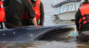 Murió la ballena que había quedado varada en la costa de San Isidro