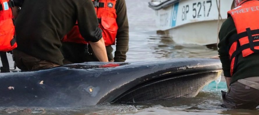 Murió la ballena que había quedado varada en la costa de San Isidro