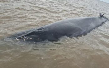 Operativo en San Isidro: intentan rescatar a una ballena varada en el Río de la Plata
