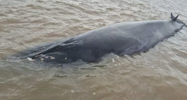 Operativo en San Isidro: intentan rescatar a una ballena varada en el Río de la Plata