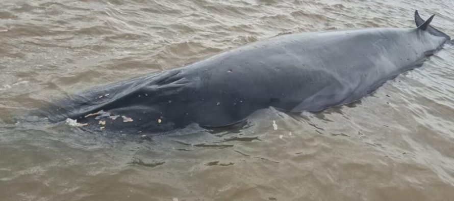 Operativo en San Isidro: intentan rescatar a una ballena varada en el Río de la Plata