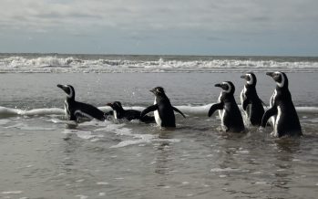 Seis pingüinos volvieron al mar tras ser rescatados de redes de pesca y contaminación con petróleo