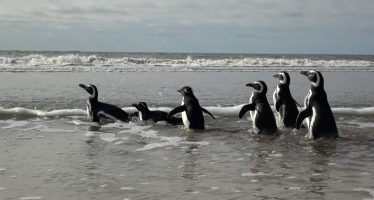 Seis pingüinos volvieron al mar tras ser rescatados de redes de pesca y contaminación con petróleo
