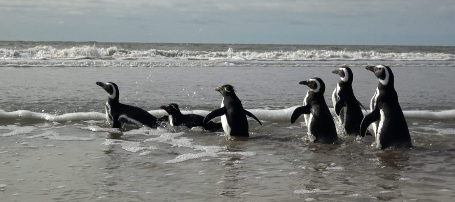 Seis pingüinos volvieron al mar tras ser rescatados de redes de pesca y contaminación con petróleo