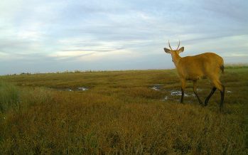 La fauna escondida del Parque Nacional Ciervo de los Pantanos
