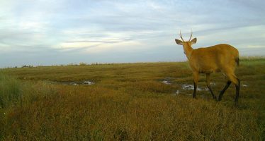 La fauna escondida del Parque Nacional Ciervo de los Pantanos