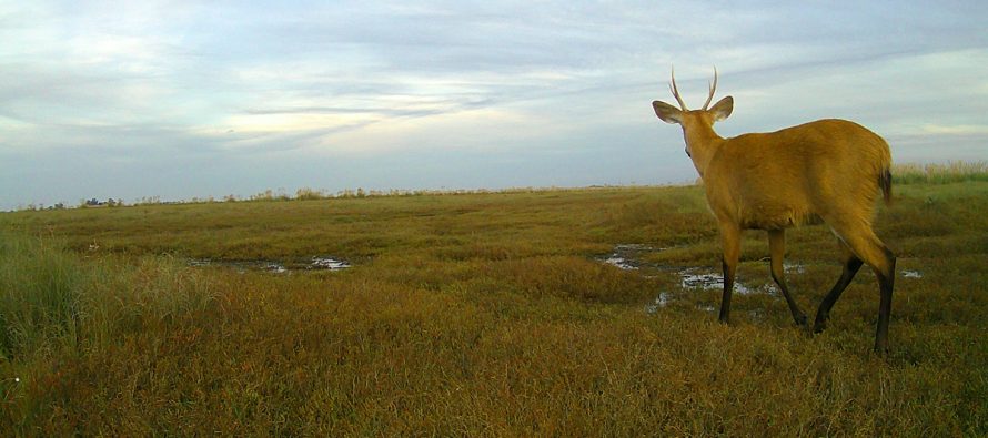 La fauna escondida del Parque Nacional Ciervo de los Pantanos