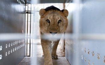 Misión histórica: 30 grandes felinos rescatados del ex zoológico de Luján inician una nueva vida