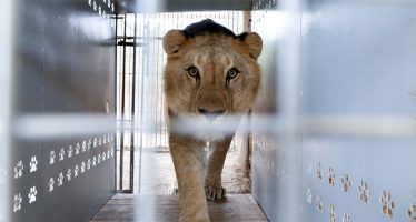 Misión histórica: 30 grandes felinos rescatados del ex zoológico de Luján inician una nueva vida
