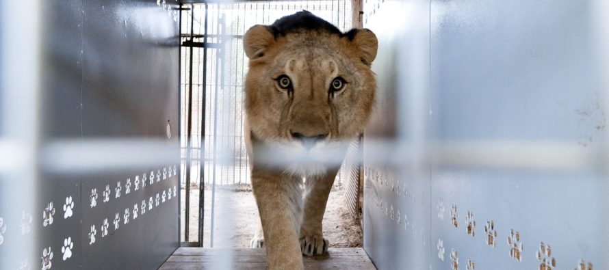 Misión histórica: 30 grandes felinos rescatados del ex zoológico de Luján inician una nueva vida