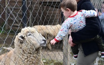De refugio animal a destino turístico: la Granja Don Benito cumplió nueve años