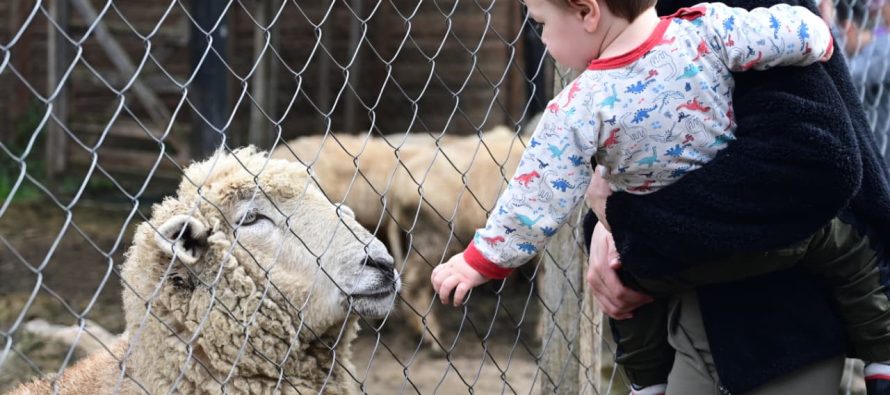 De refugio animal a destino turístico: la Granja Don Benito cumplió nueve años