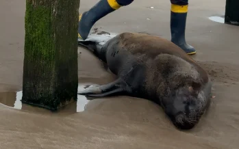 Un lobo marino murió tras recibir un disparo de arma de fuego y agonizar durante días