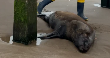 Un lobo marino murió tras recibir un disparo de arma de fuego y agonizar durante días