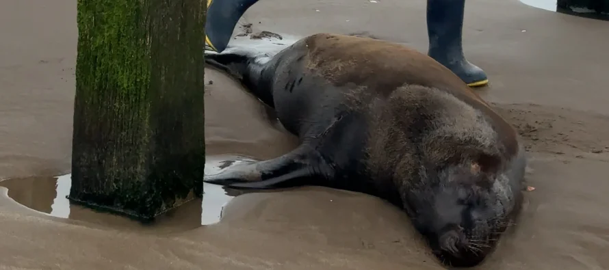 Un lobo marino murió tras recibir un disparo de arma de fuego y agonizar durante días