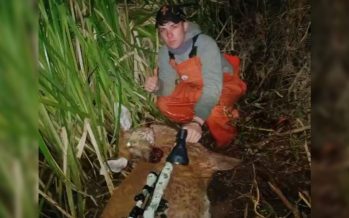 Alerta en el Delta del Paraná: investigan la matanza de un ciervo de los pantanos