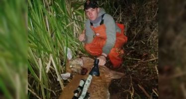 Alerta en el Delta del Paraná: investigan la matanza de un ciervo de los pantanos